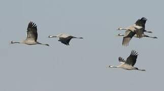 Common Crane