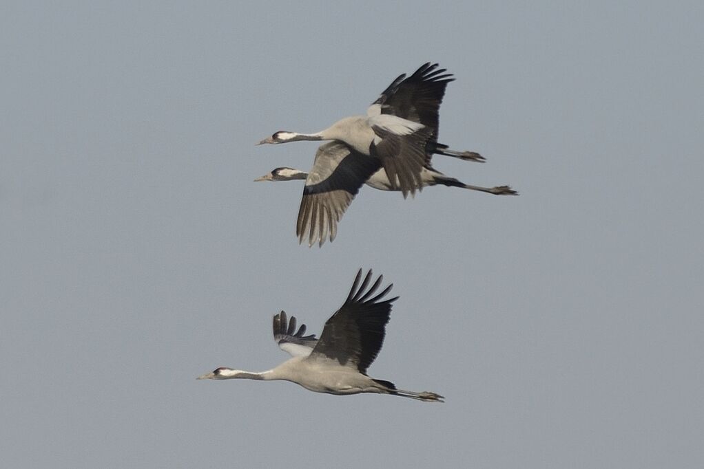 Common Craneadult, Flight