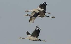 Common Crane