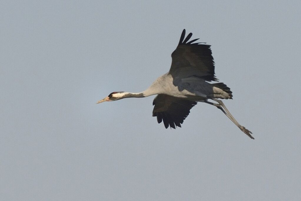 Common Craneadult, Flight