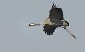 Common Crane