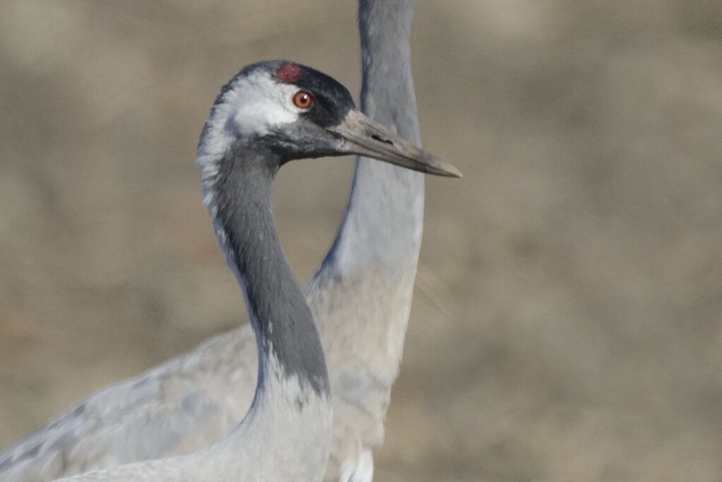 Common Craneadult, close-up portrait