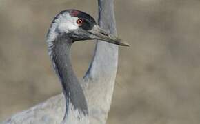 Common Crane