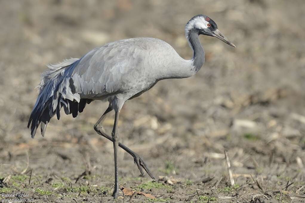 Common Craneadult, walking