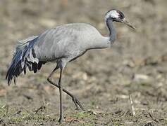 Common Crane