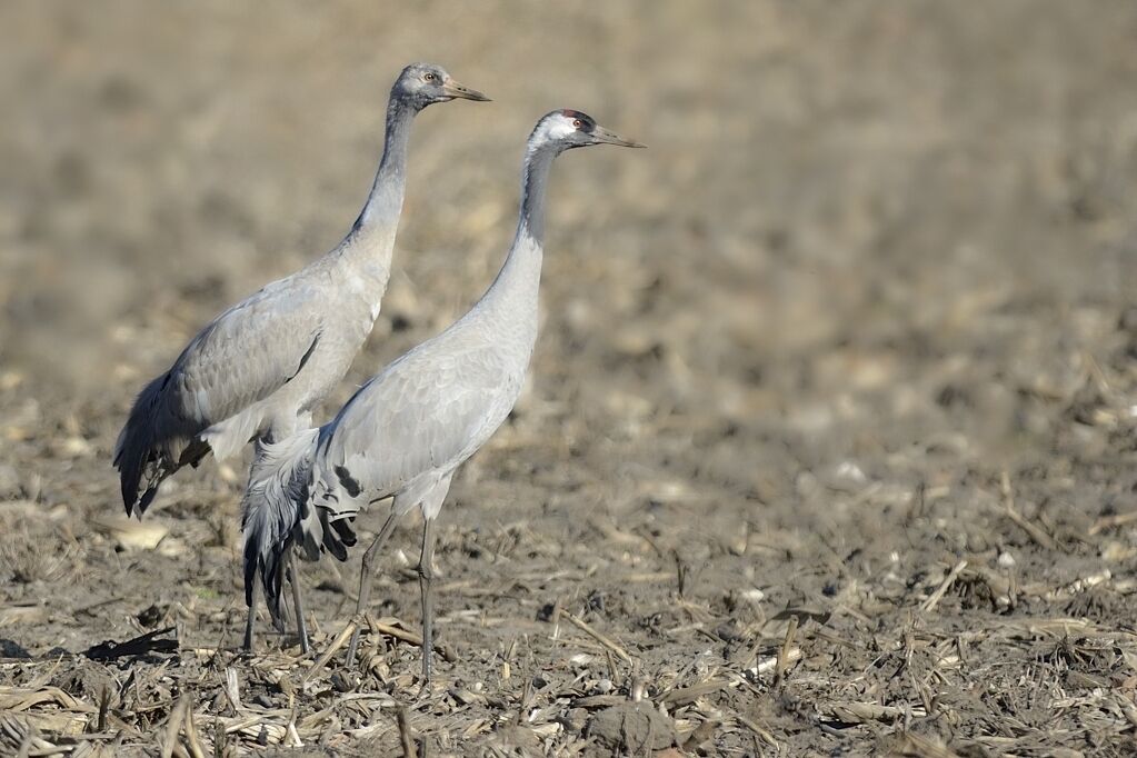 Common Crane