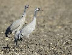 Common Crane