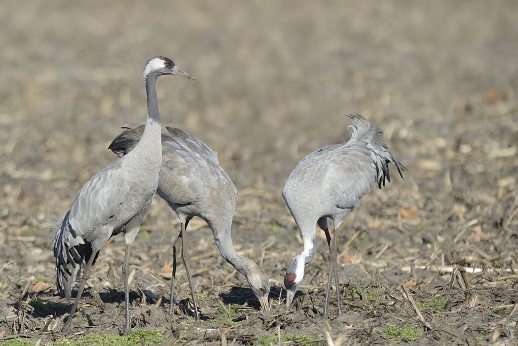 Common Crane