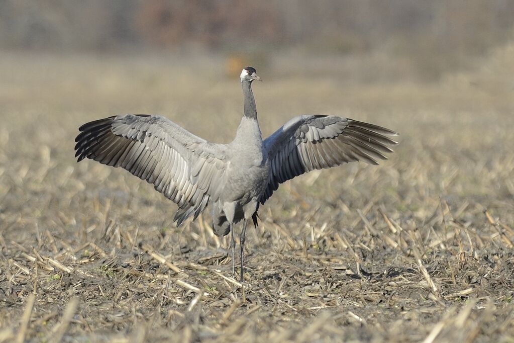 Common Craneadult, care