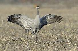 Common Crane