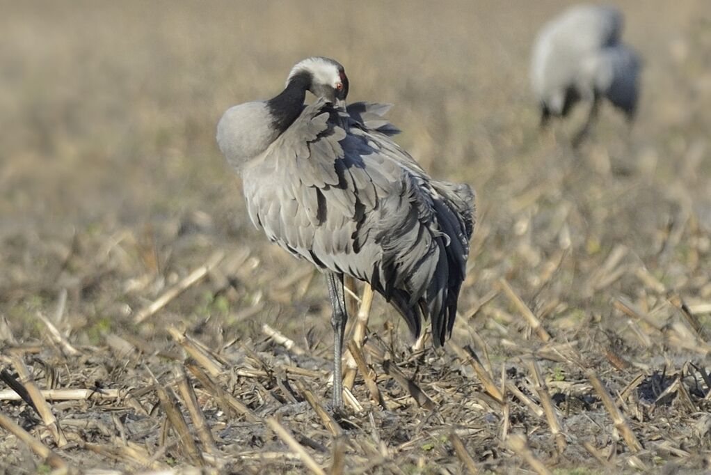 Common Craneadult, care