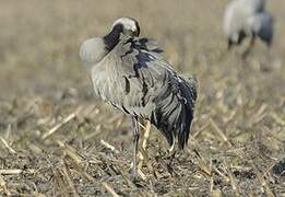 Common Crane