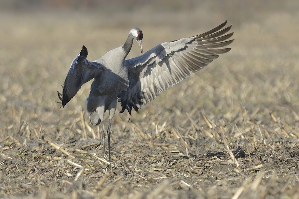 Common Craneadult, care