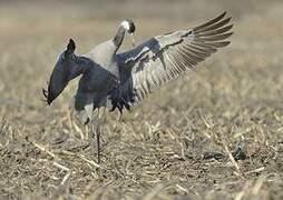 Common Crane