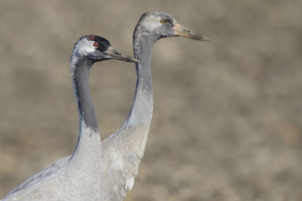 Common Crane, close-up portrait