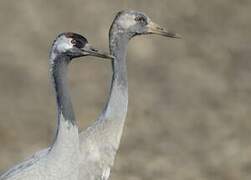 Common Crane