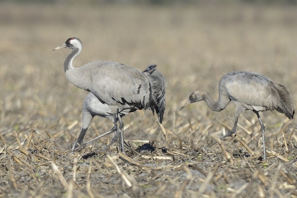 Common Crane, eats