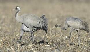 Common Crane