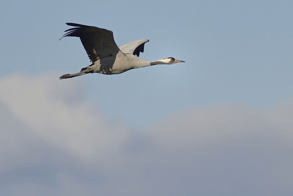 Common Craneadult, Flight