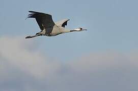 Common Crane