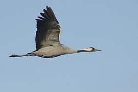 Common Crane