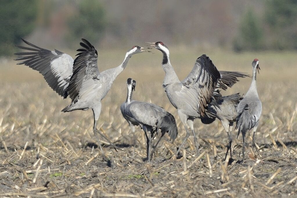 Common Craneadult post breeding, courting display