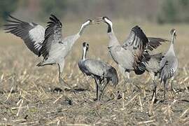 Common Crane