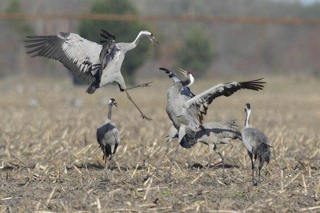 Common Craneadult post breeding, courting display