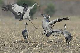 Common Crane