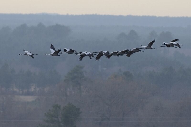 Common Crane