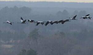 Common Crane