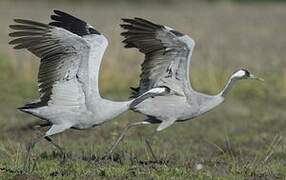 Common Crane