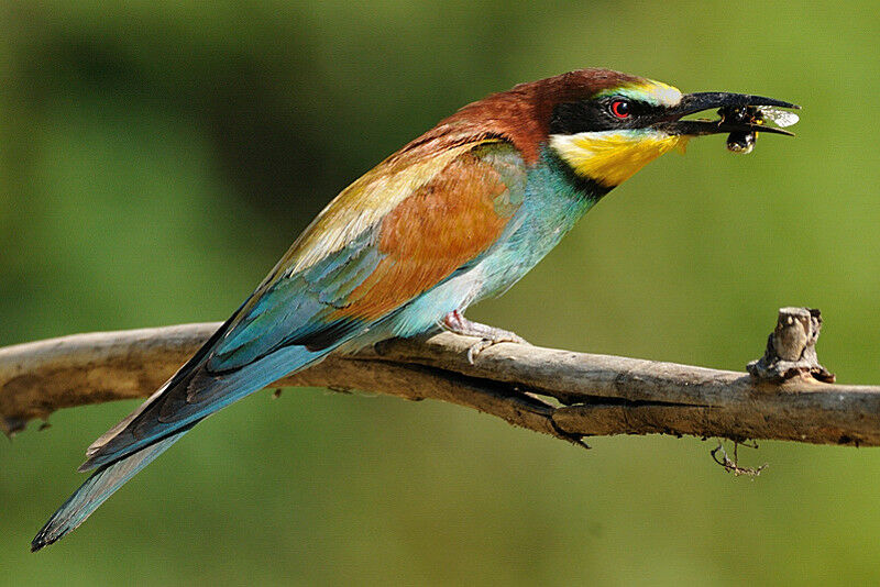 European Bee-eater