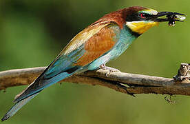 European Bee-eater