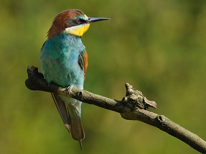 European Bee-eater