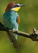 European Bee-eater