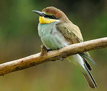 European Bee-eater