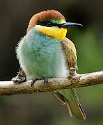 European Bee-eater