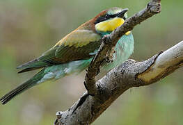 European Bee-eater