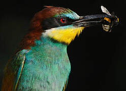 European Bee-eater