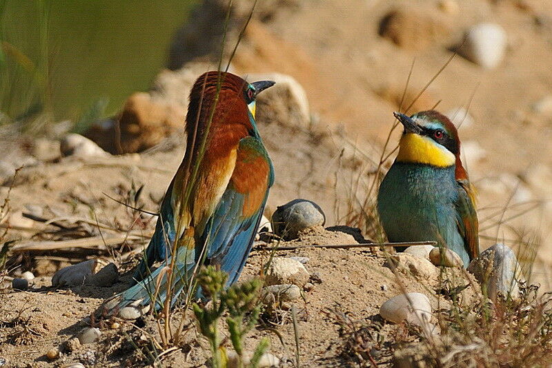 European Bee-eater adult