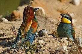 European Bee-eater