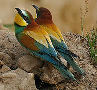 European Bee-eater