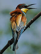 European Bee-eater