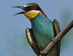 European Bee-eater