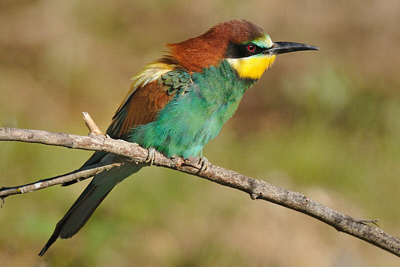 European Bee-eater