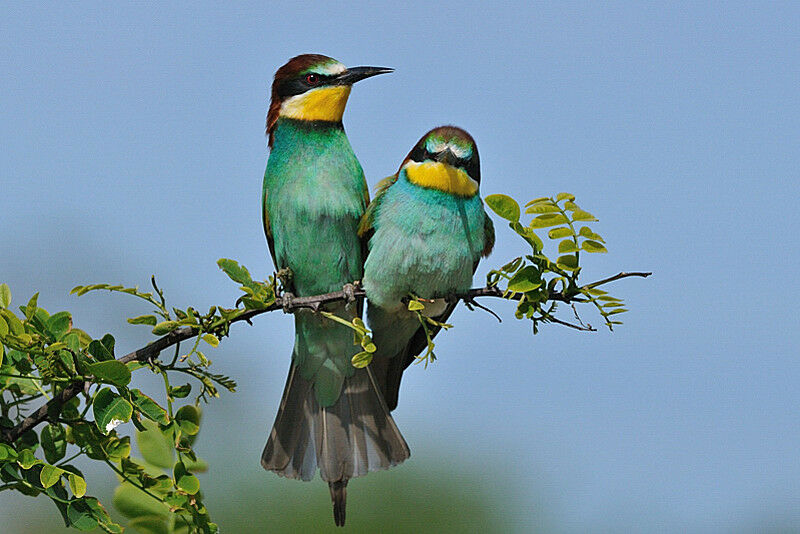 European Bee-eater 