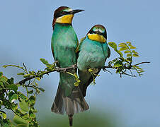 European Bee-eater