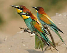 European Bee-eater