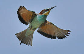 European Bee-eater